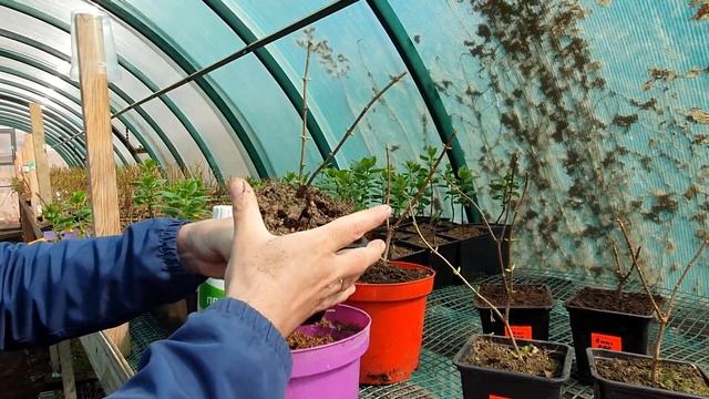 Как за 2 года вырастить из черенка цветущую гортензию. Зима прошла, что делаем дальше смотреть онлайн