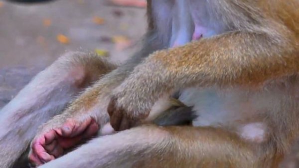 Mom Libby& Luna tried comfort baby Rainbow being stop sad while she wound still not better yet 100%