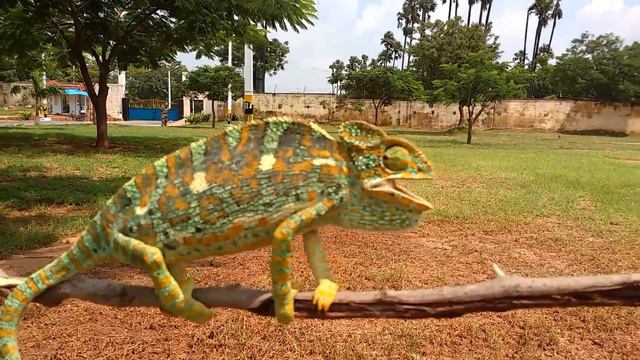 Video of robotic movement of Chameleon смотреть онлайн