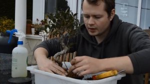 Как правильно пересаживать Бонсай? How to transplant bonsai?