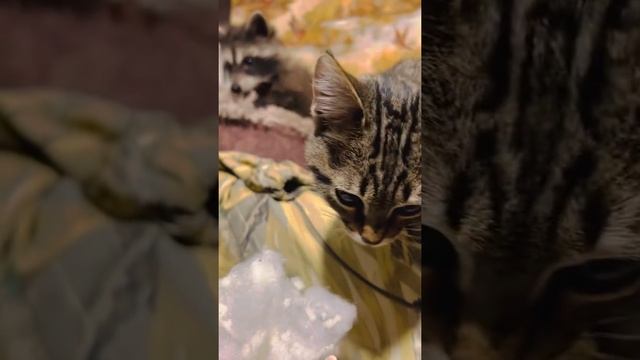 Идёт ДОПРОС енота Шурика и котят КТО РАЗОРВАЛ ПОДУШКУ?! смотреть онлайн