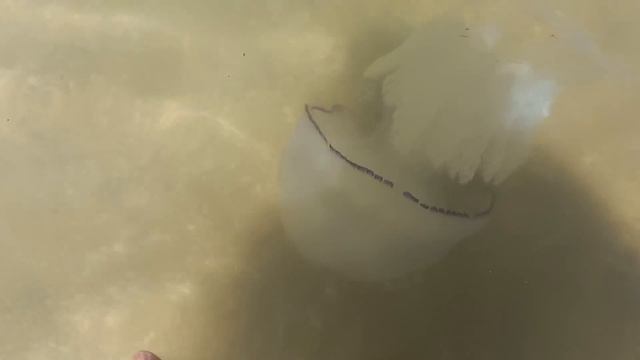 Море кусается. Полно медуз. Жесть в воде лучше не быть. Кирилловка 16 Июля смотреть онлайн