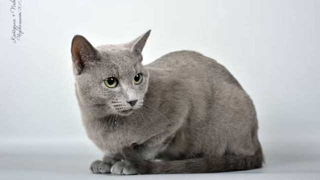 4 чемпиона мира комсомольска на амуре клк бастис смотреть онлайн