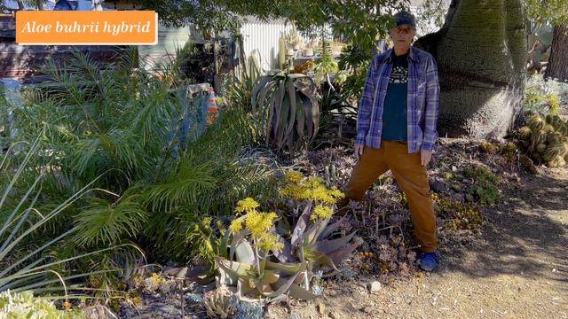 What's in Bloom at The Ruth Bancroft Garden  (April 2022)