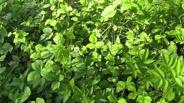 TENTATIVO DI DISCESA NEGLI ABISSI смотреть онлайн