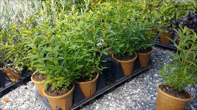 Best Herbs - Lemon Verbena смотреть онлайн