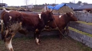 случка крс.покрытие коровы быком.естественный метод.