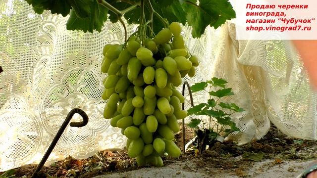 Виноград БАНАНАС- одна из лучших желтоягодных мускатных форм раннего срока созревания, вы посадили смотреть онлайн