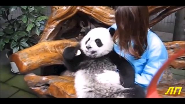 СМЕШНЫЕ И ПРИКОЛЬНЫЕ ПАНДЫ И МИШКИ /НОВИНКА 2017 смотреть онлайн