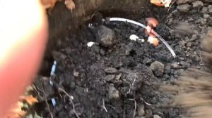 Сажаю тюльпаны: где, как и когда!