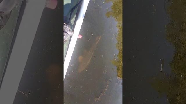 Фото рыбалка нерест сазана Киевское водохранилище смотреть онлайн