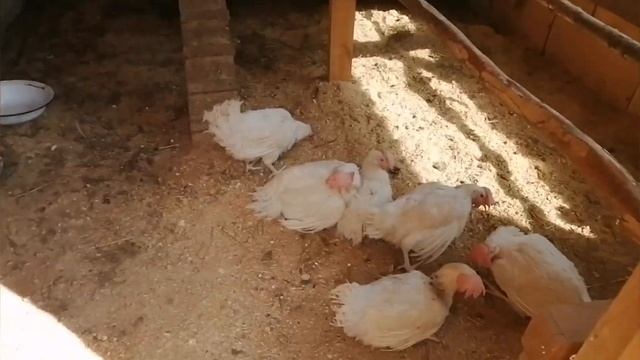 РЕПОРТАЖ ИЗ ДЕРЕВНИ, ВЗЯЛИ КУР НЕСУШЕК С ПТИЦЕФАБРИКИ смотреть онлайн