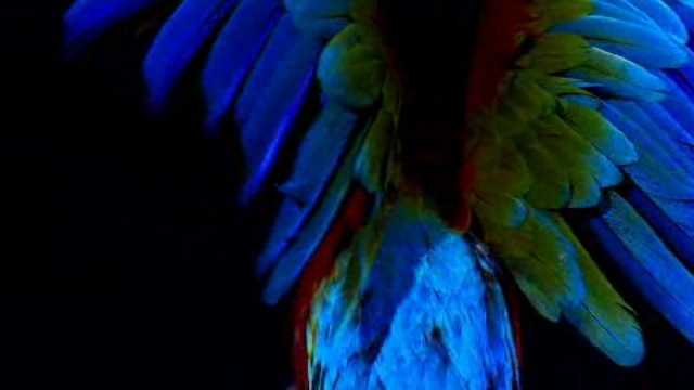 PARROQUET_BY SOLVE SUNDSBO смотреть онлайн