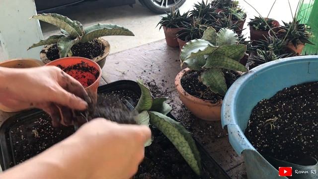 Sansevieria Silver Blue - Soil Change | Jun20