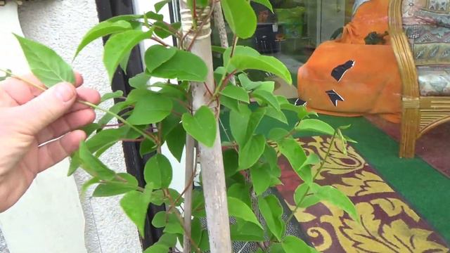 Kiwibeeren - Teil 3 смотреть онлайн