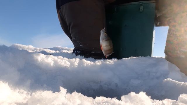 Шарташ и в феврале радует!!! Рыбалка в черте города. смотреть онлайн