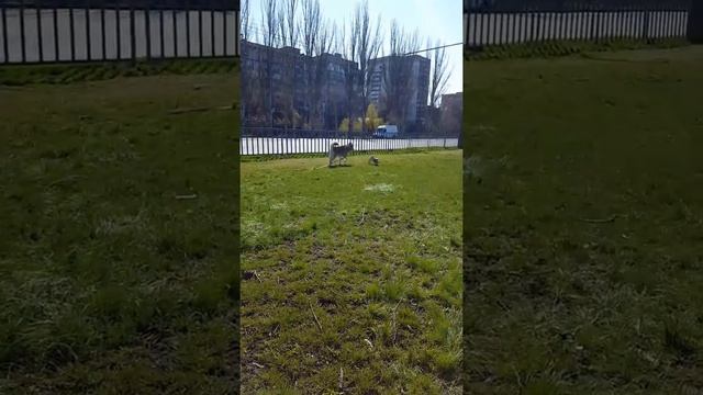 Хаски учит мопса как убежать от хозяина. смотреть онлайн