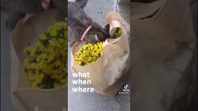 Фекла. Где конфеты? Thekla. Where is the candy? смотреть онлайн