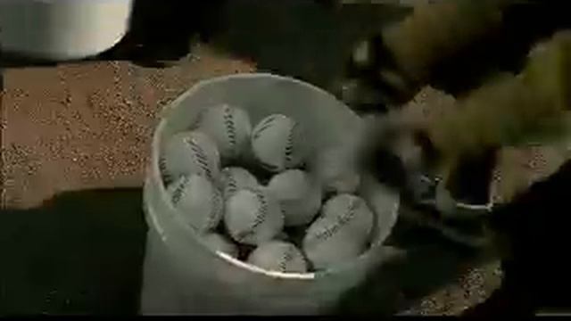 WE GOT THE BEE смотреть онлайн