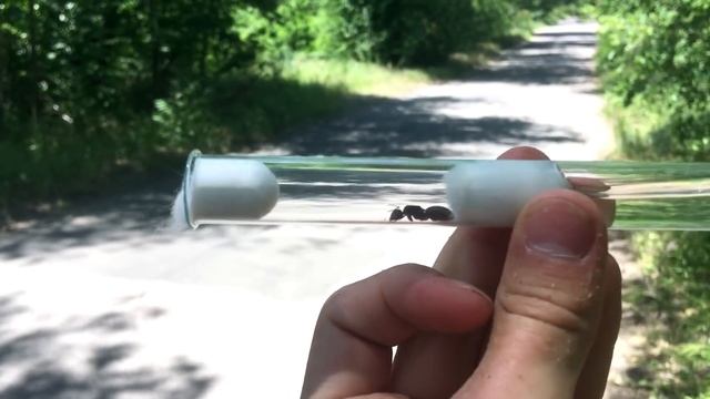 МЫ ПОЙМАЛИ ОГРОМНЫХ МУРАВЬЁВ! СНОВА! В ПОИСКАХ МАТОК НА ЗЕЛЁНОМ ОСТРОВЕ \\ Димон и пумба \\ VLOG смотреть онлайн