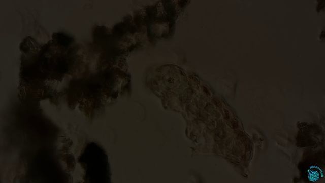 Тихоходка и игра теней смотреть онлайн