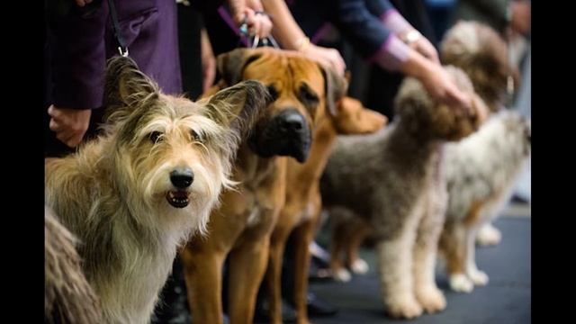 Как записаться на выставку собак? смотреть онлайн
