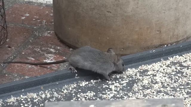 Rat and Squirrel смотреть онлайн