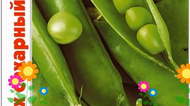 Горох сахарный Медовик (Medovik). Краткий обзор, описание характеристик, где купить семена