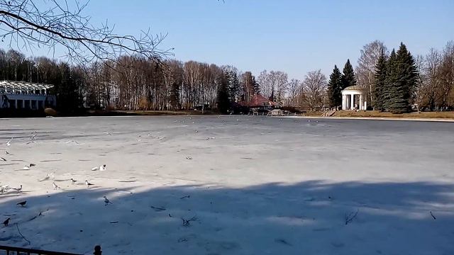 Весна, апрель 2018 г. Куракина дача, Крестовский остров, Лебяжий пруд. смотреть онлайн