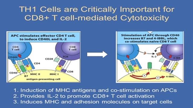 2015 T Cell Effector Function (TH1, TH2, TH17) and Cytokine Biology смотреть онлайн