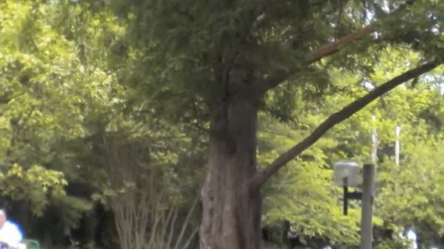 Metasequoia glyptostroboides Dawn Redwood tree смотреть онлайн