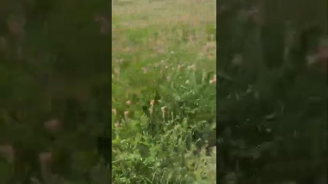Эспарцет - хороший медонос смотреть онлайн