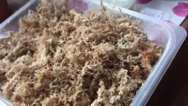 Какие ОРХИДЕИ я приобрела у RÖHL😆👍 смотреть онлайн