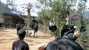 Girl Rides Ostrich  Катание на страусе