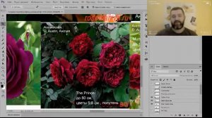 Как сочетать розы на клумбе? часть 4 - Тенистая клумба
