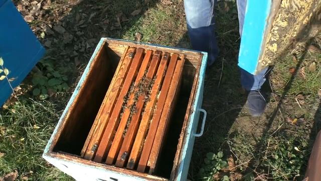 Ноябрь. Мороз. Пчелы собрались в клуб.