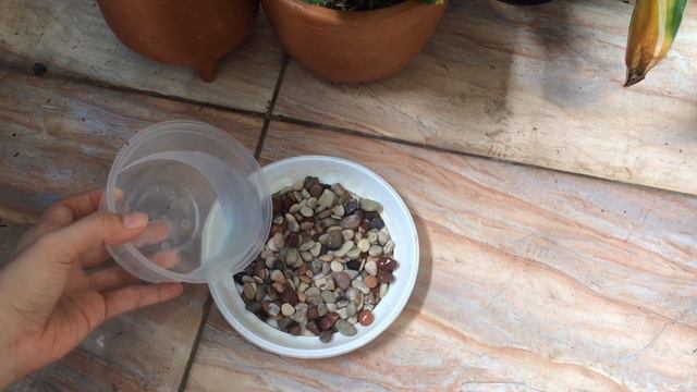 PERAWATAN CALATHEA. WAJIB TAUUUUU! смотреть онлайн