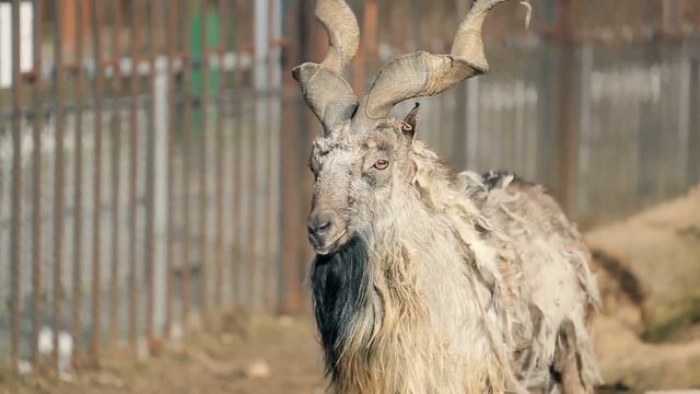 Реальные Люди, у Которых Растут Рога смотреть онлайн