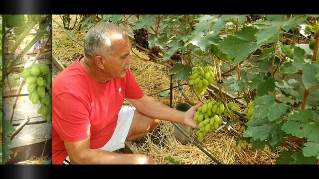 Виноград ВЗЛЕТНАЯ ПОЛОСА, ВАСИЛИСА ПРЕКРАСНАЯ, Кш СКАЗКА, ТОРНАДО смотреть онлайн