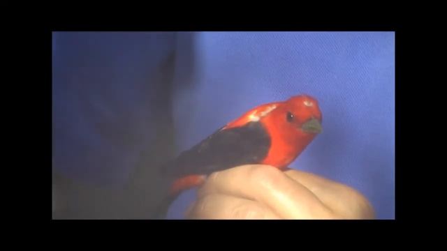 Scarlet Tanagers at the Tennessee Aquarium смотреть онлайн
