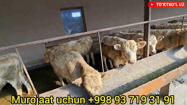 ТУРТКУЛДА ЯНГИЛИК| АУЛИКОЛ БУКАЧАЛАР СОТИЛАДИ смотреть онлайн