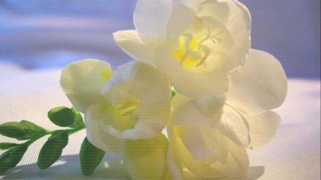 Накладываем музыку на видео. Классика и видео смотреть онлайн