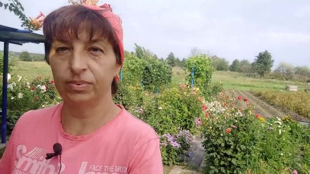 11 августа 2022.Картофель Алладин и Славянка.Какой урожай получился. смотреть онлайн
