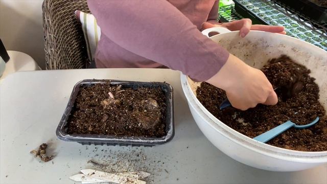 How to Start Tuberous Begonias Indoors