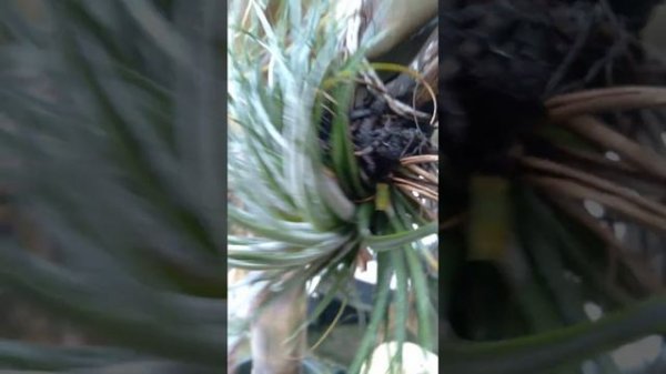 Bromélia Tillandsia!?