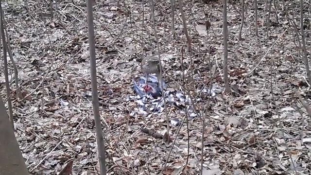 Ястреб на обеде. смотреть онлайн
