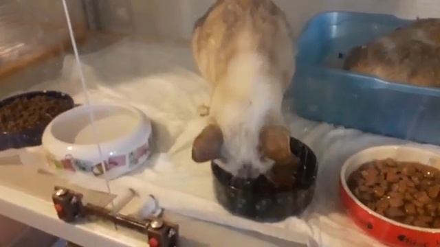 Бокс 8 (кототайцы из Видного) смотреть онлайн