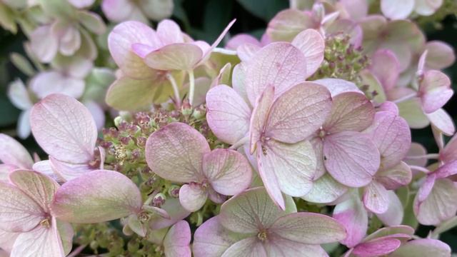 Hydrangea "Little Quick Fire" - Changing Colors - August 19 смотреть онлайн