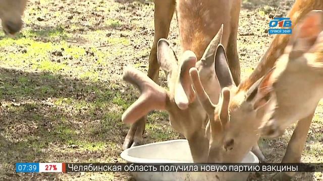 Живой репортаж - Первые рога олененка смотреть онлайн