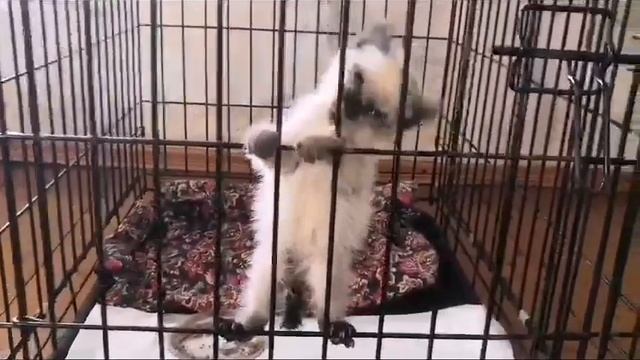 Очередной подвальный ребёнок. Да сколько можно. Нужен корм. смотреть онлайн